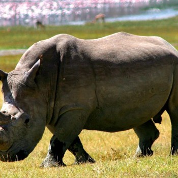 Lake Nakuru